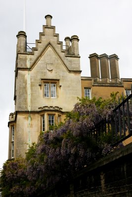 Wisteria and Sidney Sussex College
