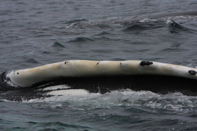 Humpback Whale.JPG