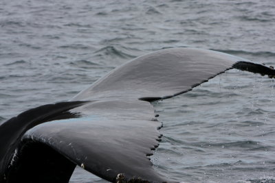 Whale Tail.JPG