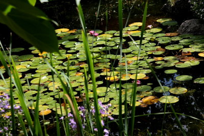 Can You Spell Monet.JPG