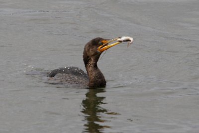 serial shots for a double crested cormorant