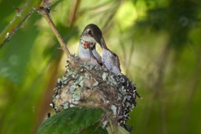 Baby Hummingbirds 2009