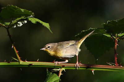 Yellowthroat Warbler