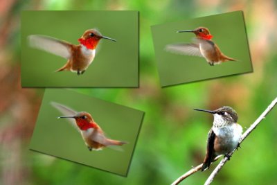 IMG_ multi hummers.JPG