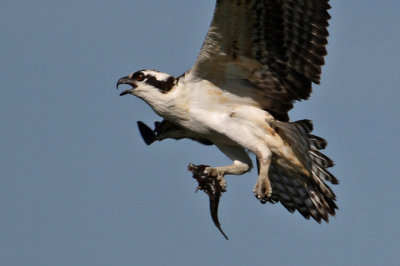 Osprey 2012
