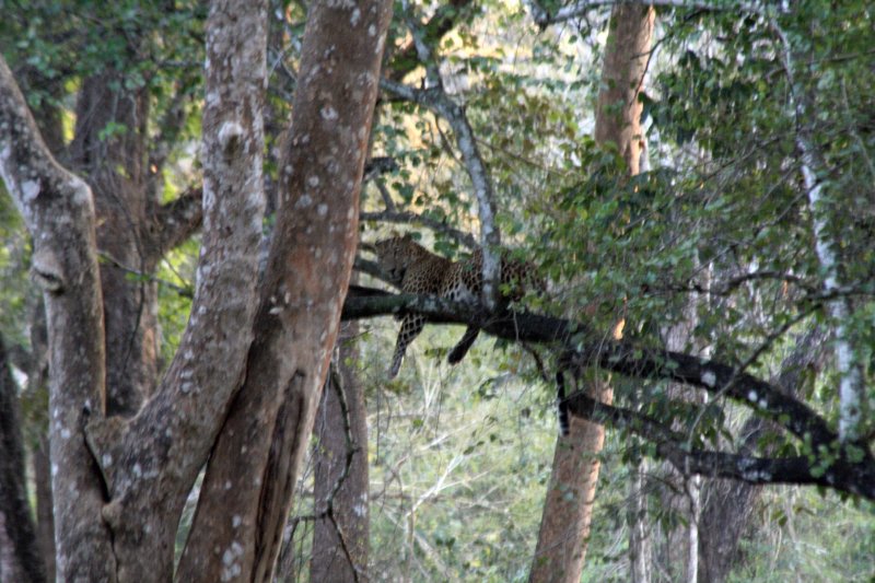 leopard.jpg