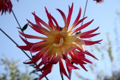 flower.jpg