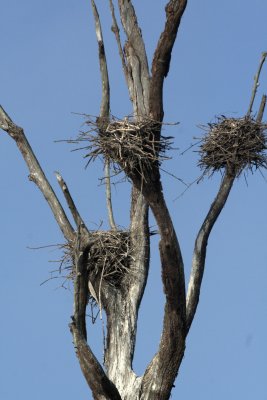 nests.jpg