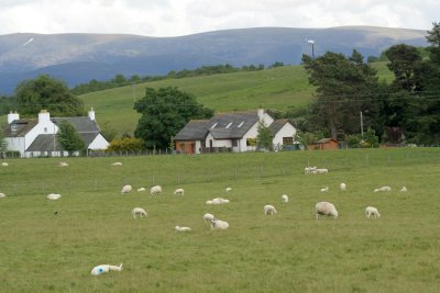 scottish countryside.jpg