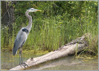 LOCAL BIRDS