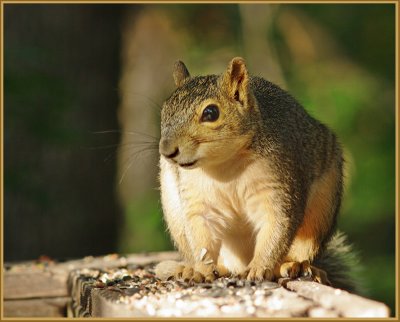 Yard Squirrels