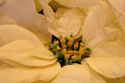 Poinsettia.