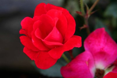 Cherokee Rose.