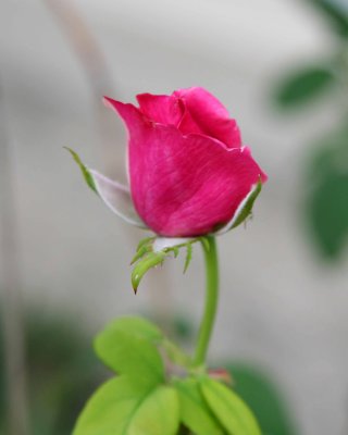 Wild Rose.
