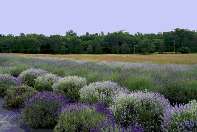 Seven Oaks Lavendar Farm.