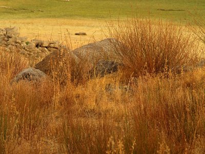 Fall Grass and Rocks.jpg