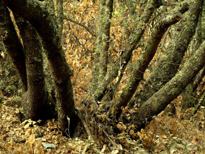 Oak Forest in Fall.jpg