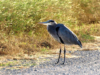 Great Blue Heron.jpg