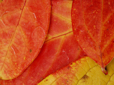 Fall Blueberry Leaves.jpg