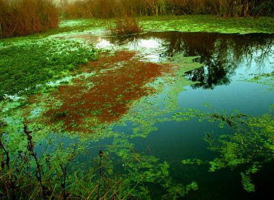 Pond at Dawn 2.jpg