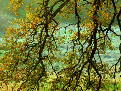 Oak Branches at Dawn.jpg