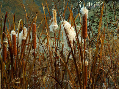 Cattails in Winter.jpg