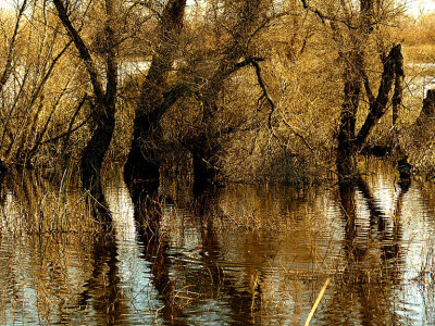 Pond at Grey Lodge.jpg