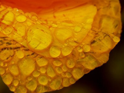 Tufted Poppy  Raindrops.jpg