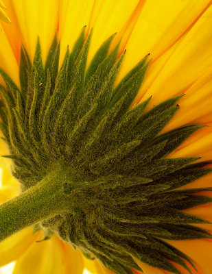 Sunflower Back.jpg