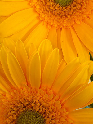 Two Sunflowers.jpg