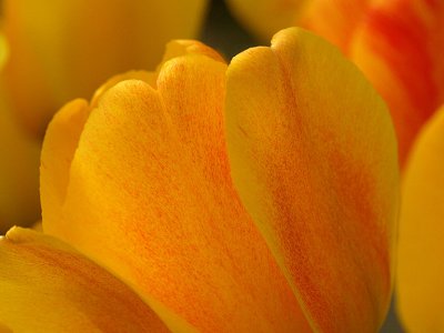 Yellow  and Red Tulips.jpg