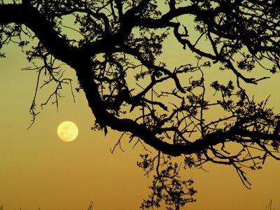 Moonrise  and Valley Oak.jpg