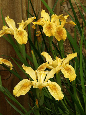 Yellow Douglas Iris.jpg