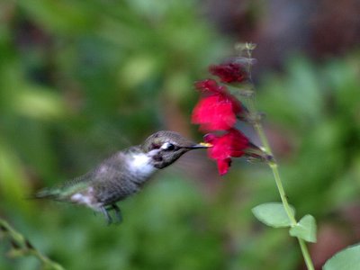 Annas Hummingbird.jpg