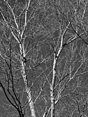 Winter cottonwoods.jpg