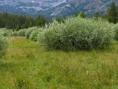 Glass Creek Meadow 1.jpg