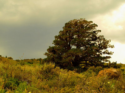 Lone Juniper.jpg