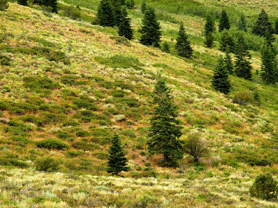 Pines and Sagebrush.jpg