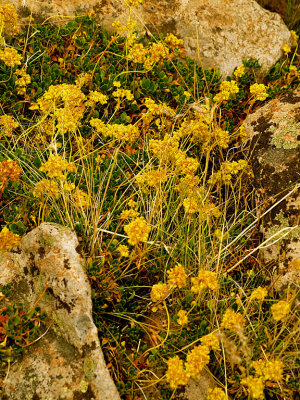 Erigonum Patch.jpg