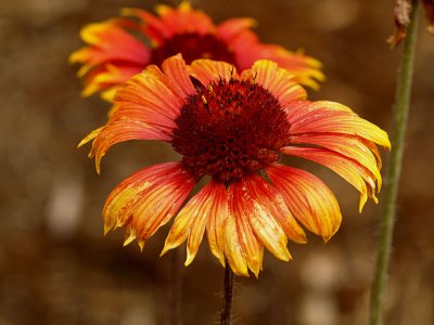 Coneflower.jpg