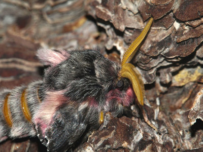 Crawling Silk Moth 2.jpg