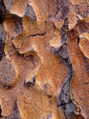 Pine Bark.jpg