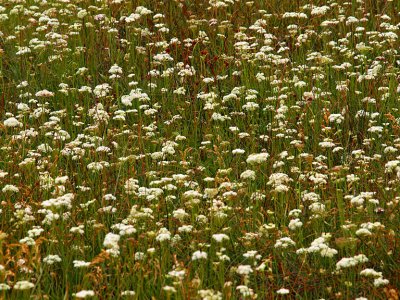 Glass Creek Meadow 3.jpg
