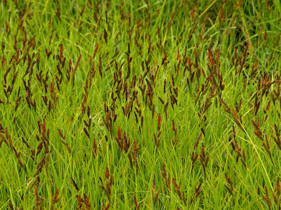 Grass Heads.jpg