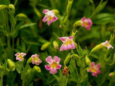 Lewis Monkeyflowers.jpg