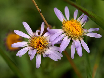 Mountain Asters.jpg