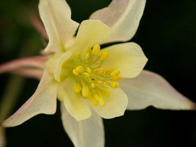 Colvilles Columbine.jpg