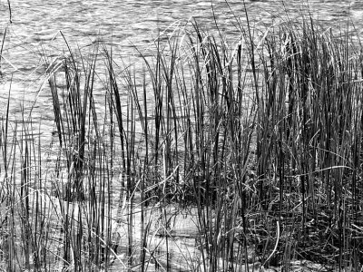 Grass in Long Lake.jpg