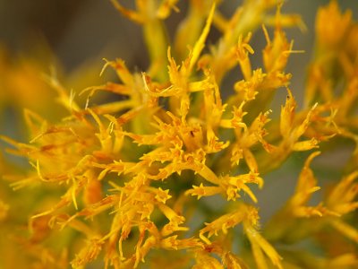 Rabbit Brush Flowers.jpg