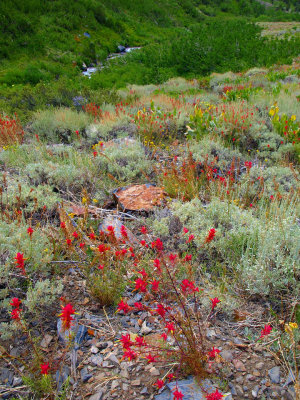 Wildflowers by McGee Creek Trail 2.jpg